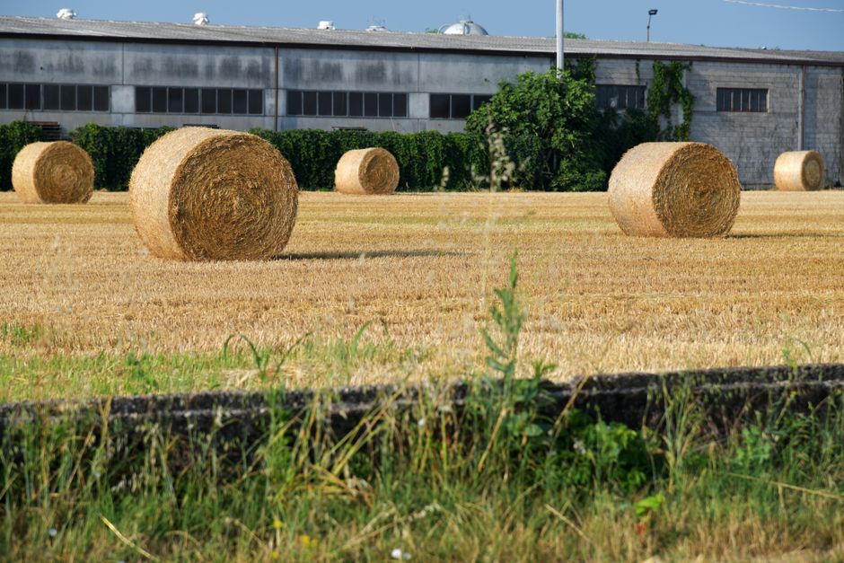 Aglio di Voghiera DOP in Treccia — Terre del Sole di Puglia